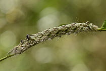 Tent Caterpillar Moth (Lebeda sp) caterpillar with urticating hairs, Indonesia