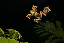 Wallace's Flying Frog (Rhacophorus nigropalmatus) gliding, Danum Valley Field Center, Sabah, Borneo, Malaysia