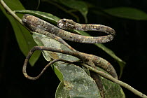Blunthead Slug Snake (Aplopeltura boa), Danum Valley Field Center, Sabah, Borneo, Malaysia