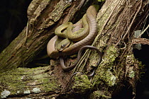 Black-headed Cat Snake (Boiga nigriceps), Danum Valley Field Center, Sabah, Borneo, Malaysia