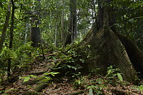White Lauan (Parashorea malaanonan) buttress roots, Danum Valley Field Center, Sabah, Borneo, Malaysia