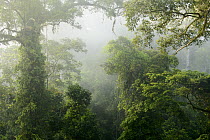 Primary rainforest in mist, Danum Valley Field Center, Sabah, Borneo, Malaysia