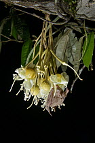 Lesser Long-tongued Fruit Bat (Macroglossus minimus) feeding on Durian (Durio zibethinus) flower nectar at night, Danum Valley Field Center, Sabah, Borneo, Malaysia