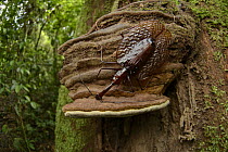 Violin Beetle (Mormolyce castelnaudi) on tree mushroom, Danum Valley Field Center, Sabah, Borneo, Malaysia