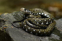 Sabah Keelback (Amphiesma flavifrons) snake, Danum Valley Field Center, Sabah, Borneo, Malaysia
