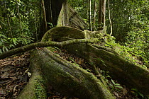 White Lauan (Parashorea malaanonan) buttress roots, Danum Valley Field Center, Sabah, Borneo, Malaysia