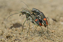 Ground Beetle (Calomera crespignyi) pair mating, Danum Valley Field Center, Sabah, Borneo, Malaysia