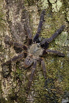 Tarantula (Phormingochilus everetti), Danum Valley Field Center, Sabah, Borneo, Malaysia