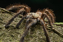 Tarantula (Phormingochilus everetti), Danum Valley Field Center, Sabah, Borneo, Malaysia