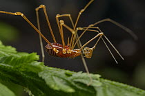 Harvestman with trap-like pedipalps, Danum Valley Field Center, Sabah, Borneo, Malaysia