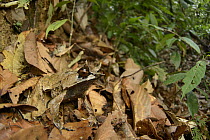 Asian Horned Frog (Megophrys nasuta) camouflaged in leaf litter, Danum Valley Field Center, Sabah, Borneo, Malaysia