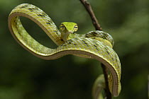 Oriental Whip Snake (Ahaetulla prasina) juvenile, Danum Valley Field Center, Sabah, Borneo, Malaysia