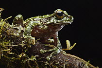 Australasian Tree Frog (Litoria sp), Gembundo, Gunung Kembu, Indonesia