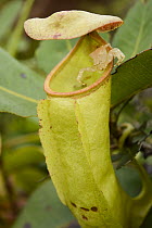 Pitcher Plant (Nepenthes neoguineensis) pitcher with crab spider on the lip, Tanjung Tanah Merah, Papua New Guinea
