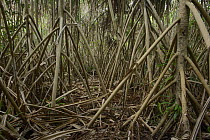 Screw Pine (Pandanus sp) stilt roots, Weda Bay, Sulawesi, Indonesia