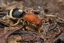 Velvet Ant (Mutillidae), a wasp that mimicks ants, female, Malaysia