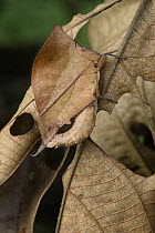 Grasshopper (Chorotypus sp) mimicking leaf, Malaysia