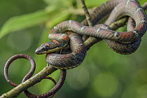Twin-barred Tree Snake (Chrysopelea pelias) juvenile, Malaysia