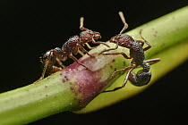 Ant (Gnamptogenys sp) pair feeding on Mali Mali (Leea aculeata) flower nectar, Sama Jaya Nature Reserve, Sarawak, Borneo, Malaysia