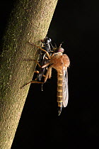 Robber Fly (Asilidae) predating on Stilt-legged Fly (Micropezidae), Sama Jaya Nature Reserve, Sarawak, Borneo, Malaysia