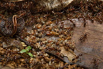 Army Ant (Leptogenys sp) group guarding Termite (Macrotermes sp) prey, Taman Stutong Indah, Kuching, Sarawak, Borneo, Malaysia