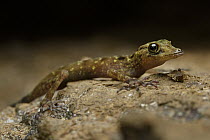 Limestone Gecko (Cnemaspis paripari), newly described species, Fairy Cave, Bau, Sarawak, Borneo, Malaysia