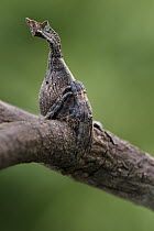 Twig Spider (Poltys elevatus) mimicking petiole, Sama Jaya Nature Reserve, Sarawak, Borneo, Malaysia