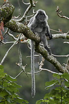 Silvered Leaf Monkey (Trachypithecus cristatus), Malaysia