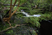 Fern (Dipteris lobbiana) group and plants (Tristaniopsis sp) near stream, Tajor Waterfall, Bako National Park, Sarawak, Borneo, Malaysia
