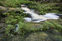 Fern (Dipteris lobbiana) group near stream, Tajor Waterfall, Bako National Park, Sarawak, Borneo, Malaysia
