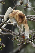 Proboscis Monkey (Nasalis larvatus) male feeding on Indian Almond (Terminalia catappa) leaves, Malaysia