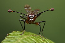 Stalk-eyed Fly (Teleopsis sp), Taman Stutong Indah, Kuching, Sarawak, Borneo, Malaysia
