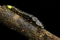 Glow Worm (Lamprigera sp) neotenic female, Gunung Penrissen, Borneo, Malaysia