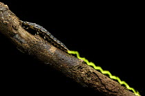 Glow Worm (Lamprigera sp) neotenic female leaving trail of green light, Gunung Penrissen, Borneo, Malaysia