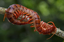Centipede (Scolopendra sp), Malaysia
