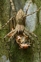 Giant Crab Spider (Sparassidae) feeding on Raspy Cricket (Gryllacrididae), Mulu National Park, Borneo, Malaysia