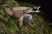 Asian Horned Frog (Megophrys nasuta) calling, Malaysia
