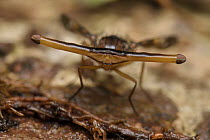 Hammer-headed Fruit Fly (Themara sp) male, Malaysia