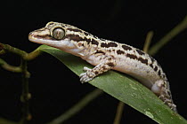 Grooved Bent-toed Gecko (Cyrtodactylus pubisulcus), Malaysia