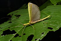 Stick Insect (Calvisia marmorata) with wings raised in defensive posture, Malaysia