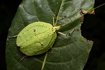 Katydid (Despoena spinosa) male, Malaysia