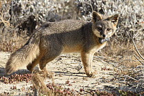 Island Fox (Urocyon littoralis) with radio collar, California