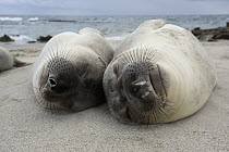 Northern Elephant Seal (Mirounga angustirostris) juveniles sleeping, California