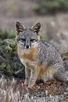 Island Fox (Urocyon littoralis), California