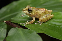 Gunung Mulu Bubble-nest Frog (Philautus tectus), Kubah National Park, Borneo, Malaysia
