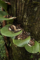 Rainforest Orchid (Bulbophyllum beccarii) leaves with caught leaf litter, Malaysia