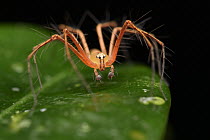 Lynx Spider (Oxyopidae) male, Malaysia