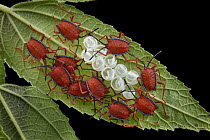 Red Stink Bug (Pycanum rubeus) hatchlings cluster to amplify the effect of their aposematic warning coloration, Malaysia