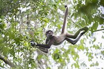 Black-handed Spider Monkey (Ateles geoffroyi) using prehensile tail as it mves through the trees, Punta Laguna Nature Reserve, Mexico
