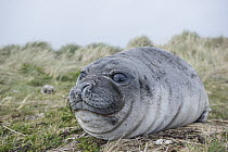 Southern Elephant Seal (Mirounga leonina) weaner, Carcass Island, Falkland Islands